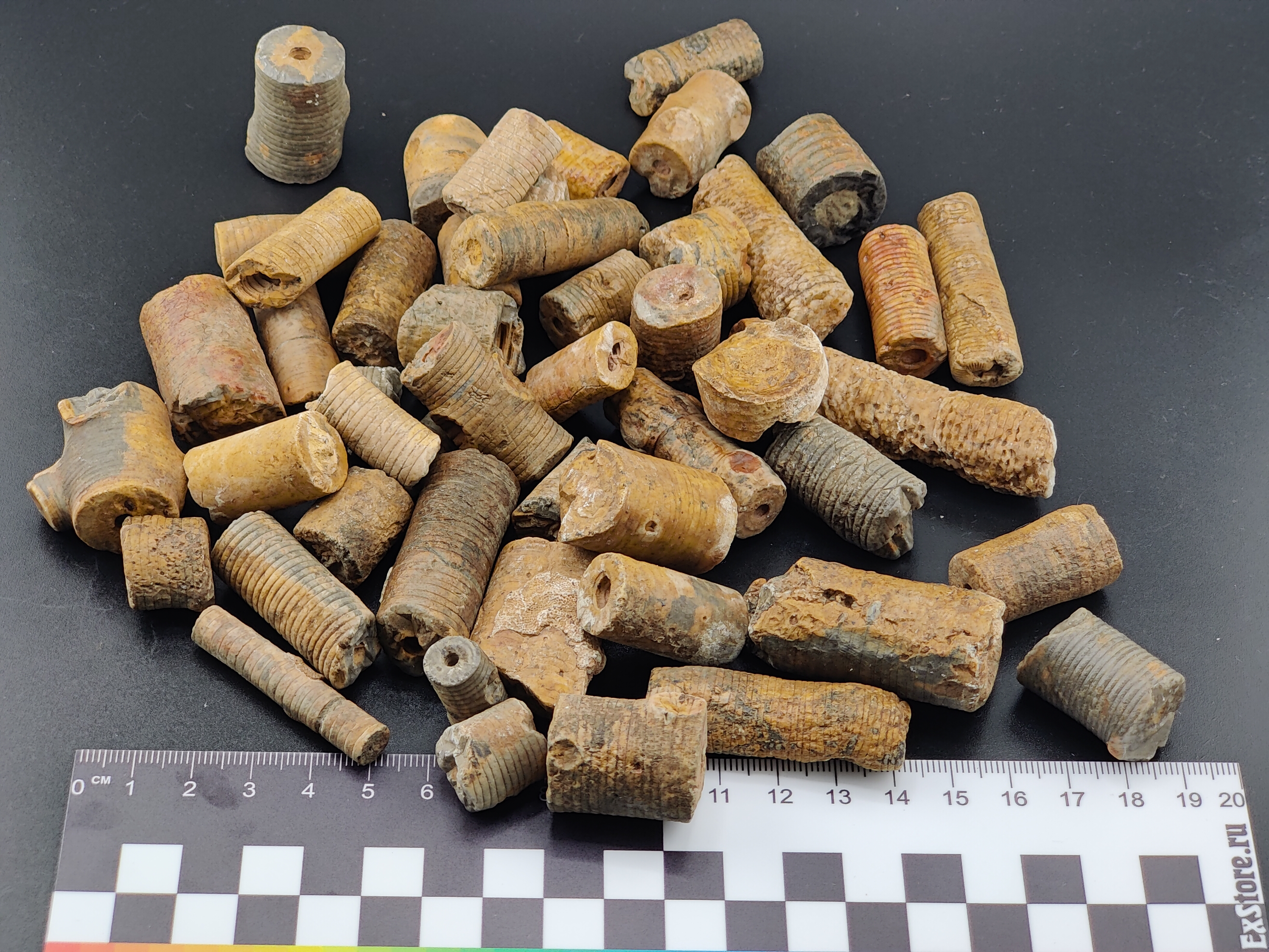 AAM0034 Криноидея. Окаменелость. Морская лилия 